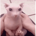 Team PATITAS Group Thumbnail