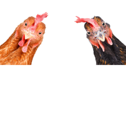 Chill Chicken Center ( Small update)