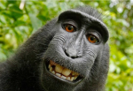 Monkey Clan R'US