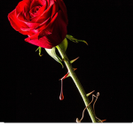 The Rose Family!:)