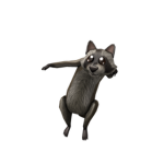 TEAM RACCOON!