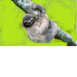 Sloth for fun