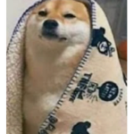 WHAT THE DOG_DOING
