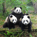 Pandinhas da Yasmin