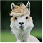 The Great Alpaca