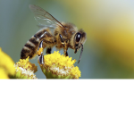 The Bee Armyy!