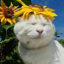☆