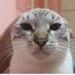12325