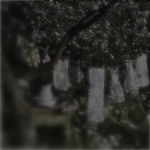 Cottage Fairy's