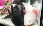 Bunny's bunny's