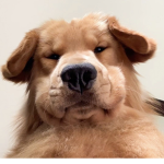 Golden retriever Fanclub