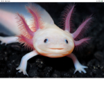 The cute axolotl club