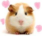 The Guinea Pig Lovas