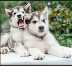 HUSKY FAN GROUP.