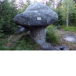 Mushrooms and rocks