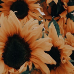 xXSunflower_SquaddXx