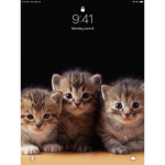 Kitties!!!!!!!