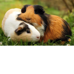 XxxThe Guinea Pig SquadxxX