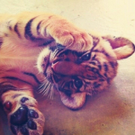 kittnblte