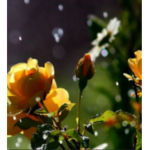 X Raindrops X