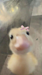 quackers ducklings