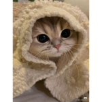 Gattini123