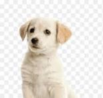 puppys pack