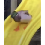 n ger