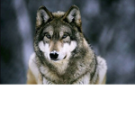The wolf family!!!