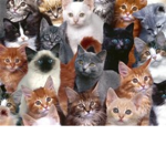 the cat side