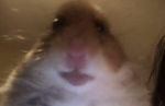 Hamster_army :)