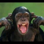 Chunky Funky Monkeys!