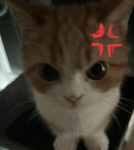 -Catt-