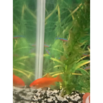 Friends of rainbow friends