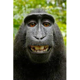 Monkey Border