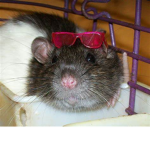 Rat Fanclub I