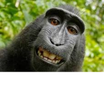 Monkey Only Army