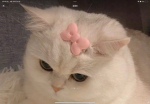 리카씌