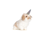 Cutie the bunny squad