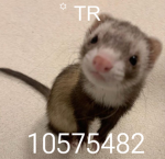 ꙳ TR Group Thumbnail