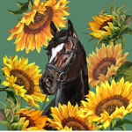 Sunflower Stable's