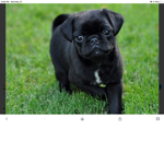 Pug pug fan group