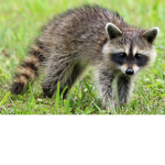 Raccoon fan group
