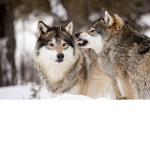 The boys wolfs