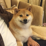 doggo bois of the west