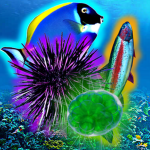 Ocean Beef
