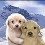 Dogthefunny