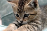 Kittens are amazing