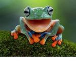DaFrog 2