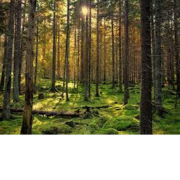 The Forest